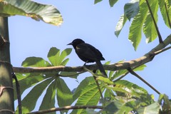 Icterus cayanensis