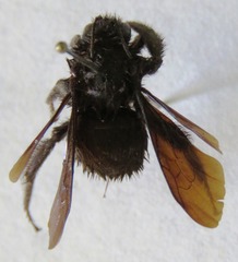 Bombus pullatus