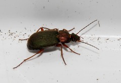 Chlaenius nigricornis