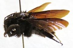 Bombus pullatus