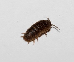 Armadillidium insulanum