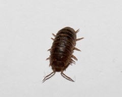 Armadillidium insulanum