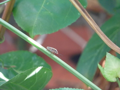 Chinavia erythrocnemis