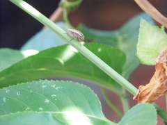 Chinavia erythrocnemis