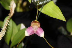 Masdevallia caudata