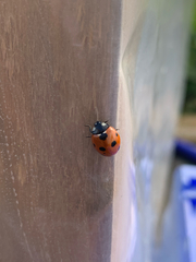 Coccinella septempunctata