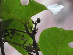 Chinavia erythrocnemis