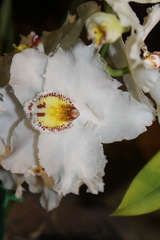 Oncidium alexandrae