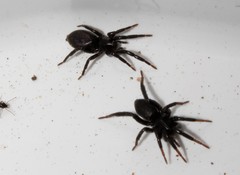 Drassyllus praeficus