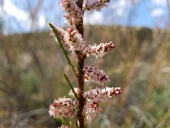 Tamarix parviflora