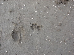 Lycalopex gymnocercus