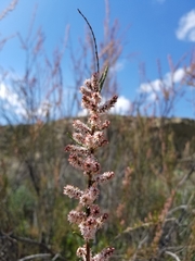 Tamarix parviflora