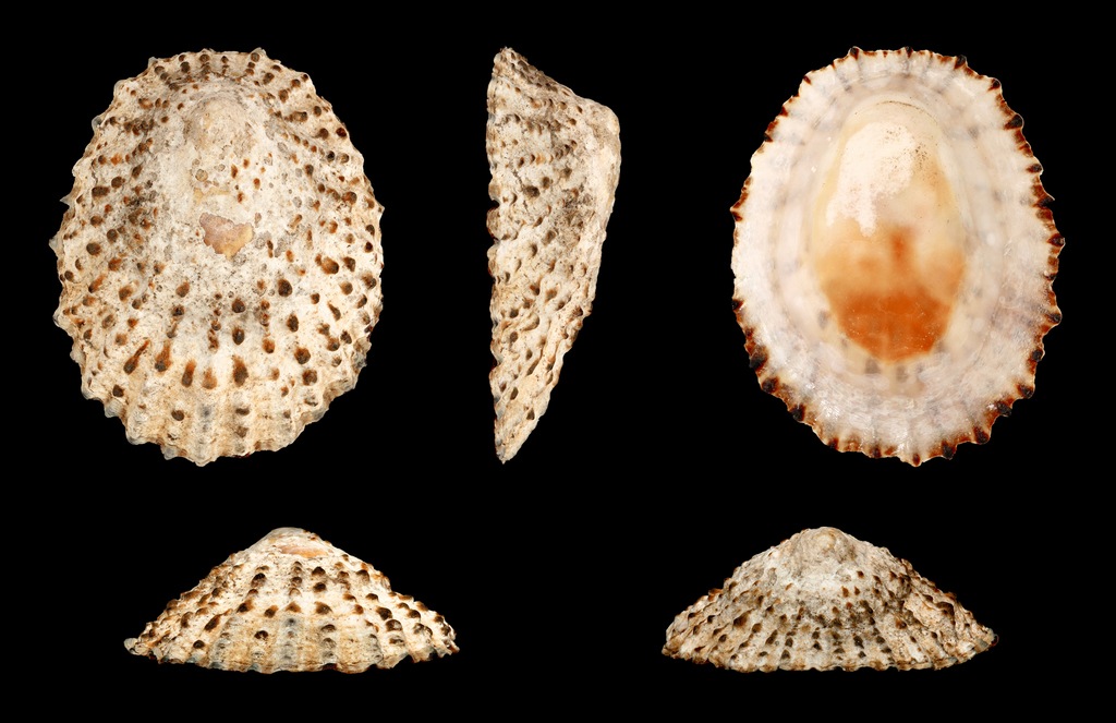 Patella piperata