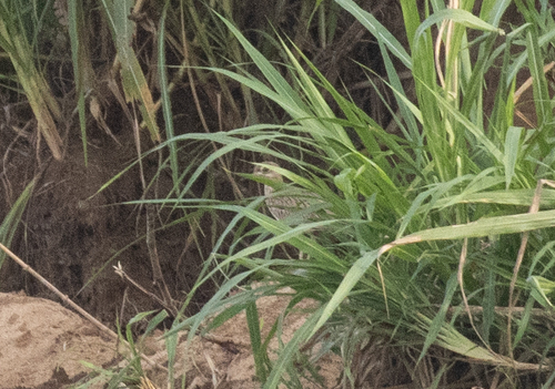 Senegal Thick-knee