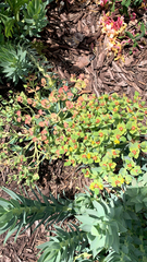 Myrsiniteae