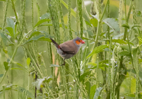 Orange-cheeked Waxbill