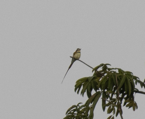 White-throated Bee-eater