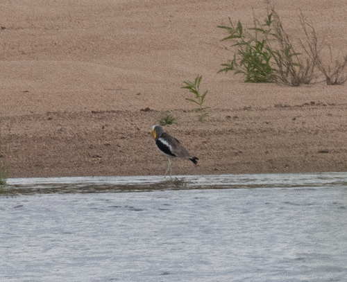 White-crowned Lapwing