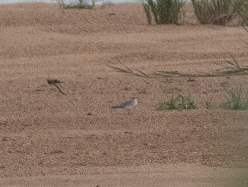 Grey Pratincole (Glareola cinerea), photo 2