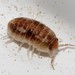 Pontic Calloused Beach Pillbug - Photo (c) Σάββας Ζαφειρίου (Savvas Zafeiriou), some rights reserved (CC BY-NC), uploaded by Σάββας Ζαφειρίου (Savvas Zafeiriou)