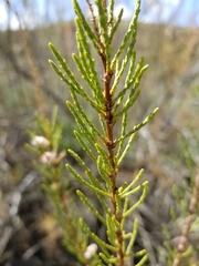 Tamarix parviflora