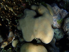 Goniastrea stelligera