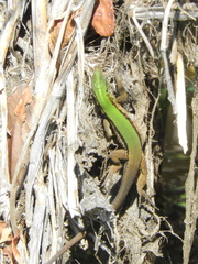 Kentropyx altamazonica