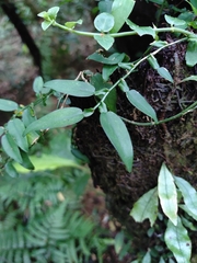(c) Rick Chou, some rights reserved (CC BY) Pothos chinensis, photograph (c) Rick Chou, some rights reserved (CC BY)