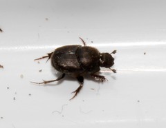 Euonthophagus atramentarius
