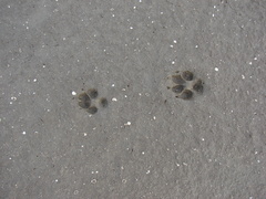 Lycalopex gymnocercus