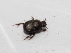 Euonthophagus atramentarius