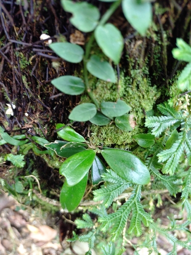 Aeschynanthus acuminatus, photograph 2