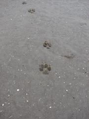 Lycalopex gymnocercus