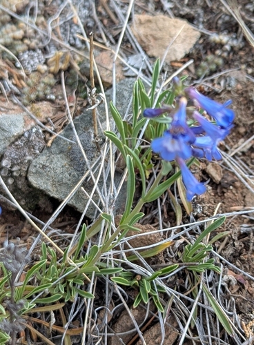 Penstemon aridus, photograph 4