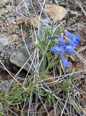 Penstemon aridus, photograph (c) John Brew, some rights reserved (CC BY)