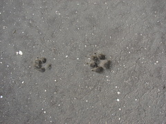 Lycalopex gymnocercus