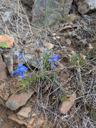 Penstemon aridus, photograph 5