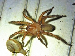 Myrmekiaphila comstocki