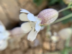 Silene uniflora