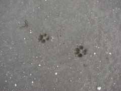 Lycalopex gymnocercus