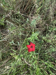 Linum grandiflorum