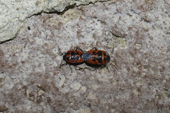 Eurydema spectabilis