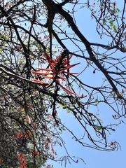 Erythrina americana