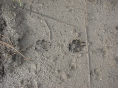 Lycalopex gymnocercus