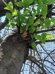 Erythrina americana