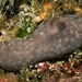 Chondrosiida - Photo (c) WoRMS for SMEBD, algunos derechos reservados (CC BY-NC-SA)