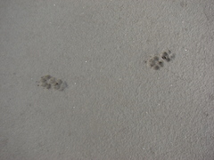 Lycalopex gymnocercus