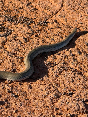 Grey Whipsnake