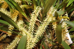 Dendrochilum yuccifolium