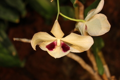 Dendrobium moschatum